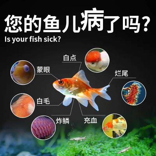 魚缸消炎藥多久見效，關于魚缸消炎藥的一些問題