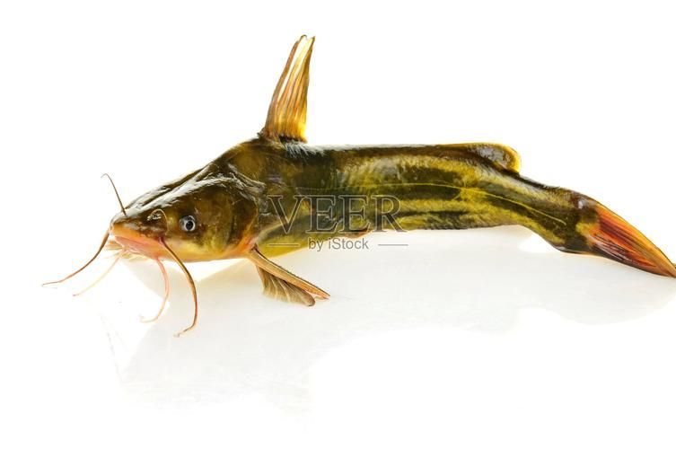 有沒有免費的高清年魚圖片，金龍魚油罐車清洗需要哪些資質