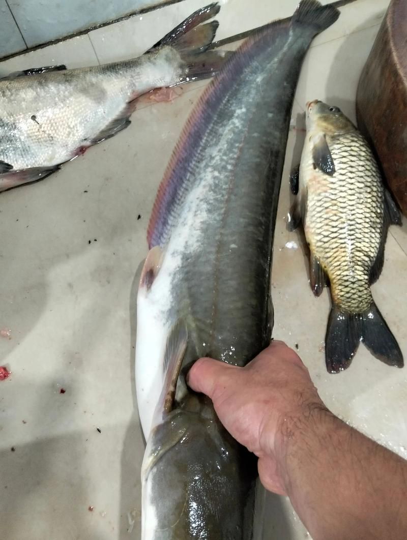 有沒有免費的高清年魚圖片，金龍魚油罐車清洗需要哪些資質