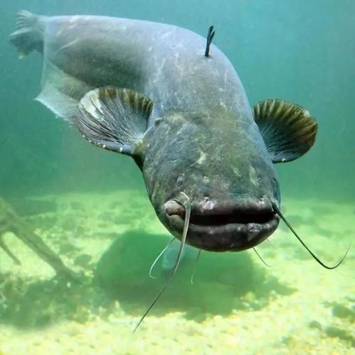 有沒有免費的高清年魚圖片，金龍魚油罐車清洗需要哪些資質