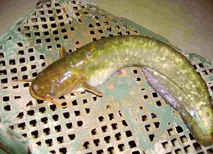 有沒有免費的高清年魚圖片，金龍魚油罐車清洗需要哪些資質