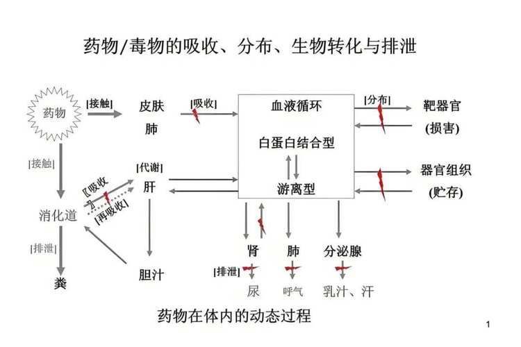 亞甲基藍和黃粉的副作用有哪些，亞甲基藍與黃粉的副作用
