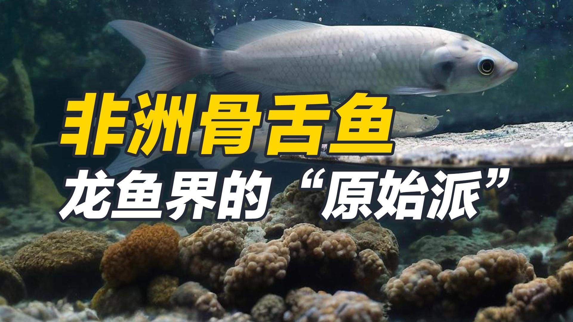 非洲骨舌魚和龍魚哪個更大？，非洲骨舌魚和龍魚哪個更受歡迎非洲骨舌魚和龍魚哪個更有觀賞價值