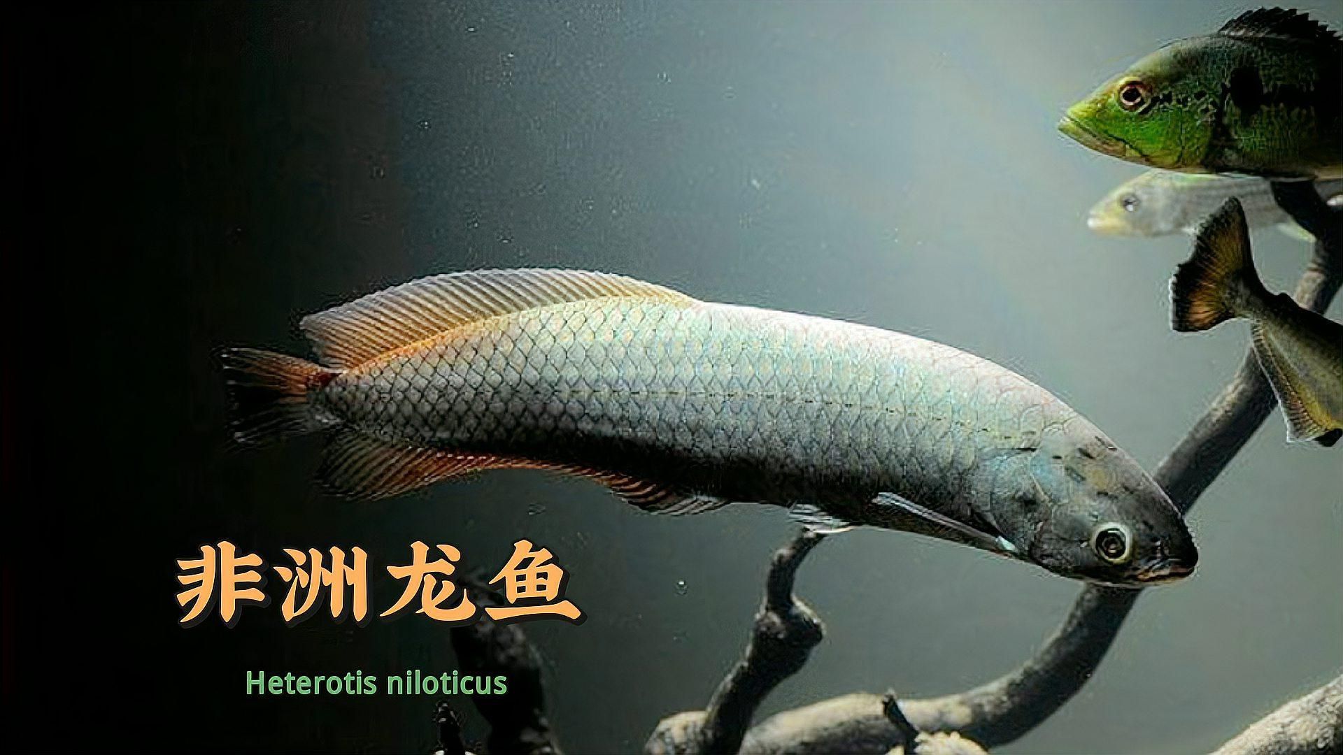非洲骨舌魚和龍魚哪個更大？，非洲骨舌魚和龍魚哪個更受歡迎非洲骨舌魚和龍魚哪個更有觀賞價值