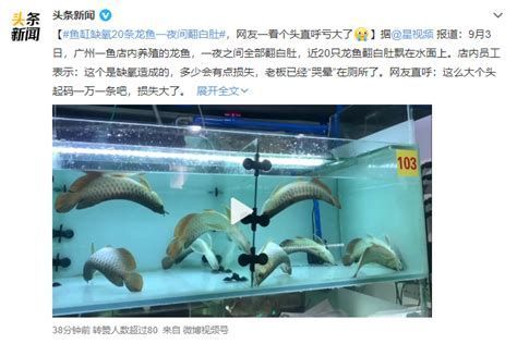 龍魚生病后如何急救？