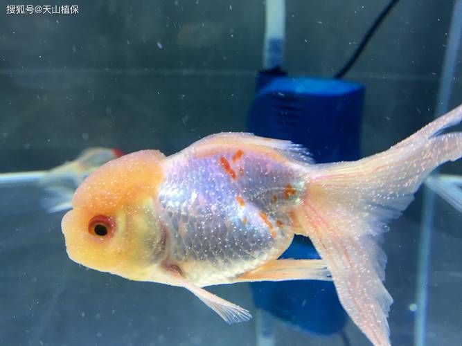 金龍魚感染疾病后如何治療？，金龍魚感染疾病后如何治療