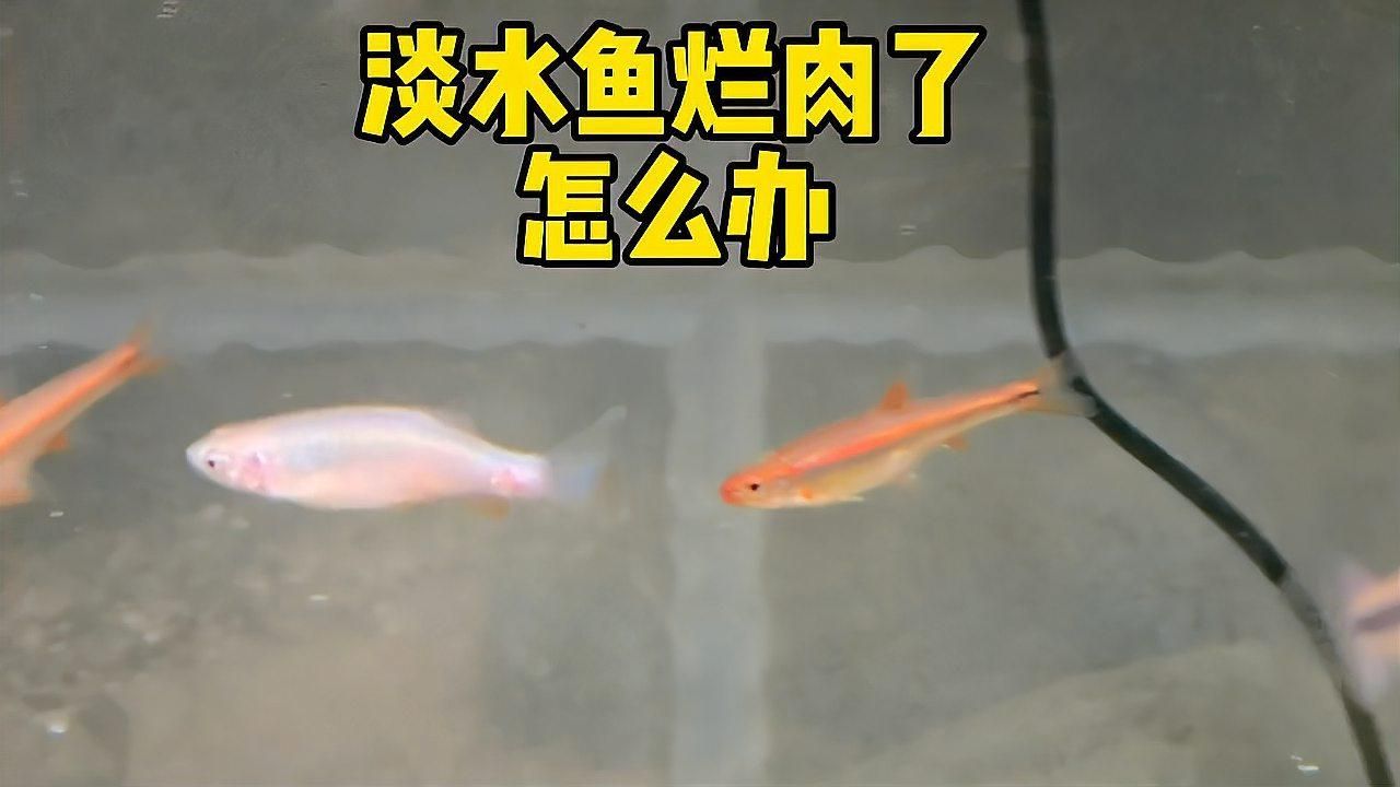 推薦一些價格實惠的治療魚爛尾巴特效藥，價格實惠且效果顯著的治療魚爛尾巴特效藥
