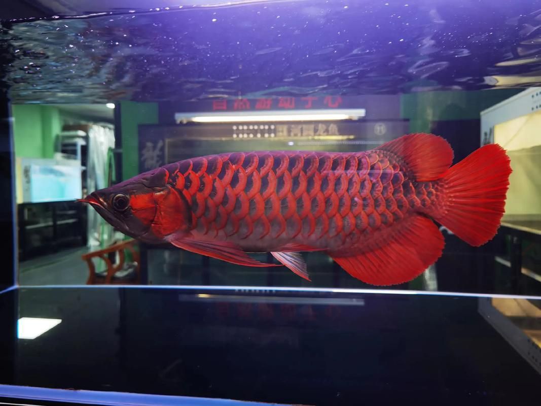 給我推薦一些性價比高的紅龍魚品種，性價比高的紅龍魚品種