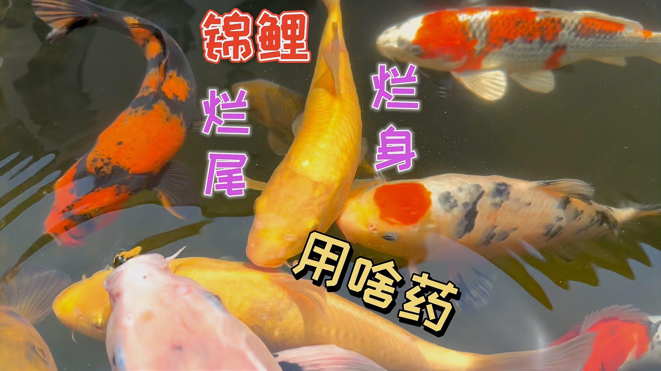 魚爛身能治愈嗎，魚爛身能治愈嗎，