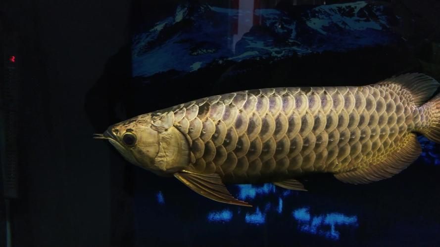 給我一些鑒別賽級金龍魚的圖片示例，給我一些鑒別賽級金龍魚的圖片示例,給我一些賽級金龍魚的圖片示例