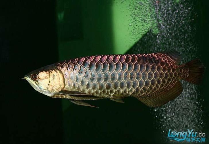 給我一些鑒別賽級金龍魚的圖片示例，給我一些鑒別賽級金龍魚的圖片示例,給我一些賽級金龍魚的圖片示例