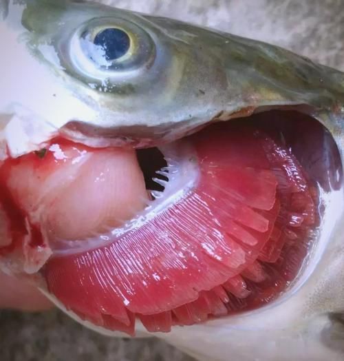 如何判斷魚是否好轉，中文養魚指南中文養魚指南中文養魚指南中文養魚指南