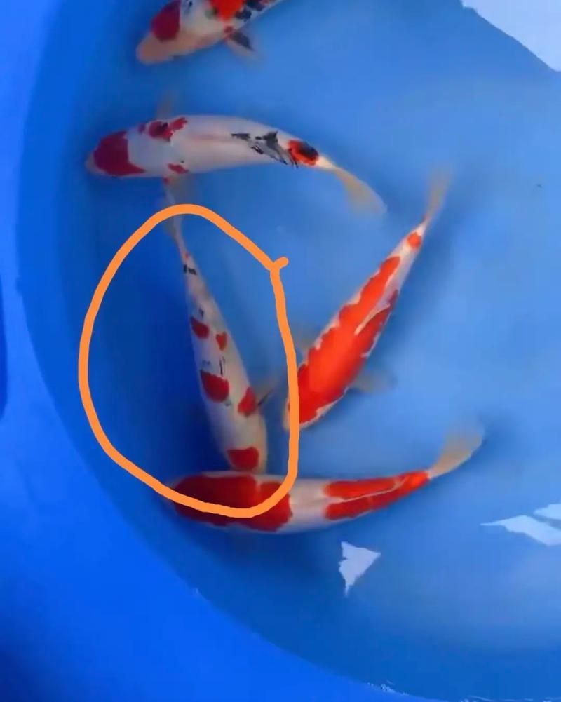 如何判斷魚是否好轉，中文養魚指南中文養魚指南中文養魚指南中文養魚指南