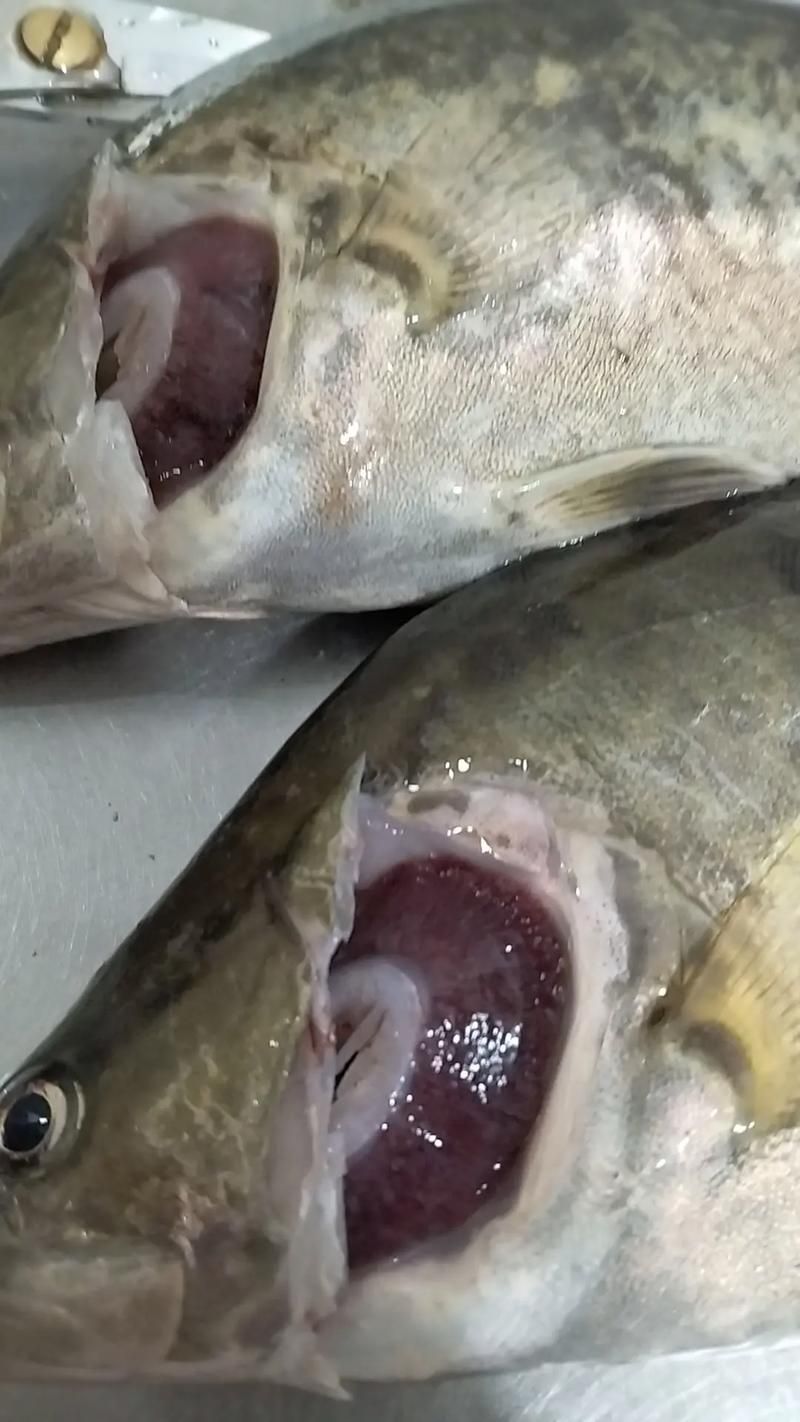 如何判斷魚是否好轉，中文養魚指南中文養魚指南中文養魚指南中文養魚指南