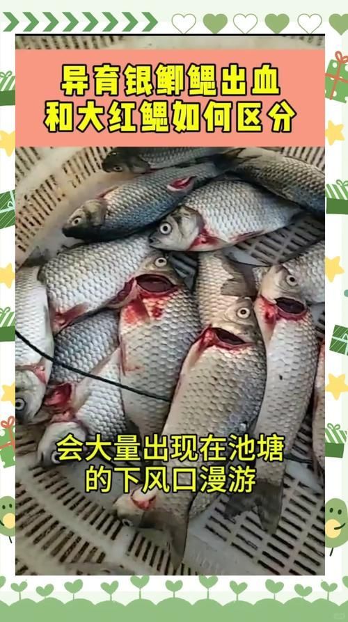 如何判斷魚是否好轉，中文養魚指南中文養魚指南中文養魚指南中文養魚指南