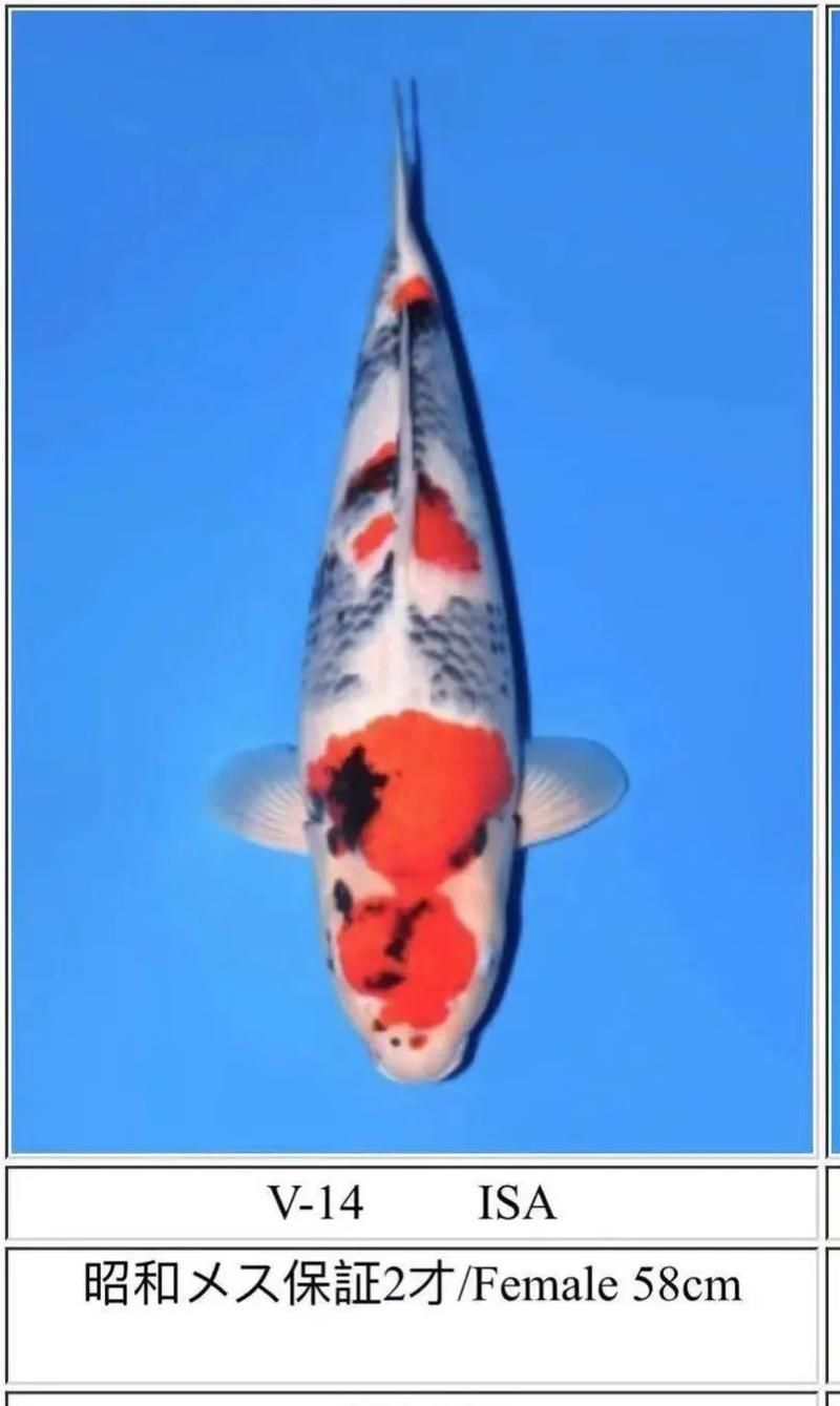 如何判斷魚是否好轉，中文養魚指南中文養魚指南中文養魚指南中文養魚指南