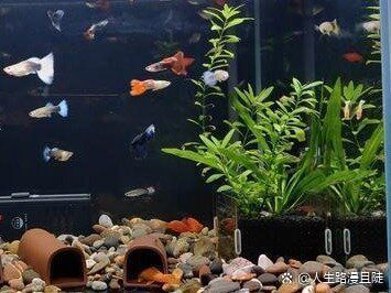 魚死了需要換水嗎，魚死了需要換水嗎，魚死了之后如何清理魚缸？