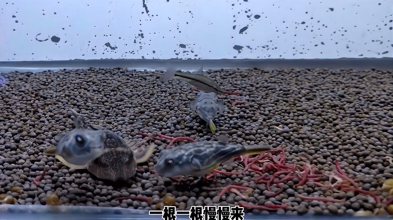 魚病治療期間需要喂食嗎，魚病治療期間需要喂食嗎，