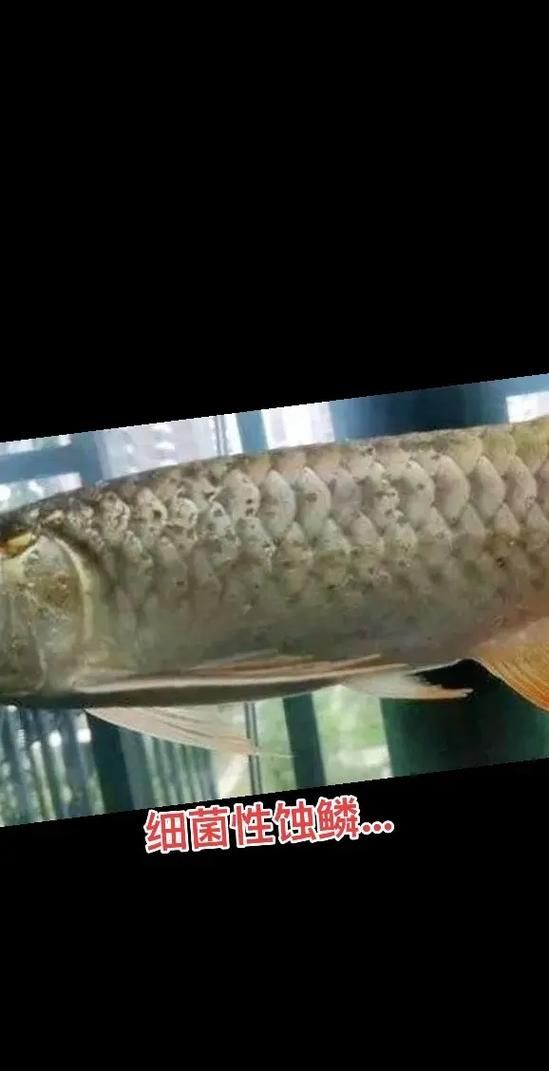如何判斷黑鱗龍魚是否好轉