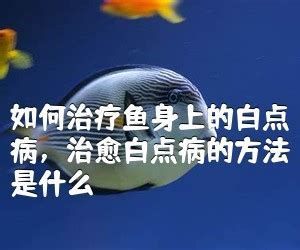 如何辨別龍魚幼苗的健康狀況？，龍魚幼苗的健康狀況可以通過觀察其體態、顏色和行為來初步判斷