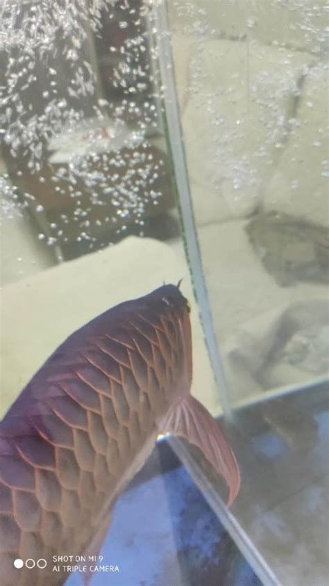 龍魚魚鱗翹起后如何恢復光澤？，龍魚魚鱗翹起后