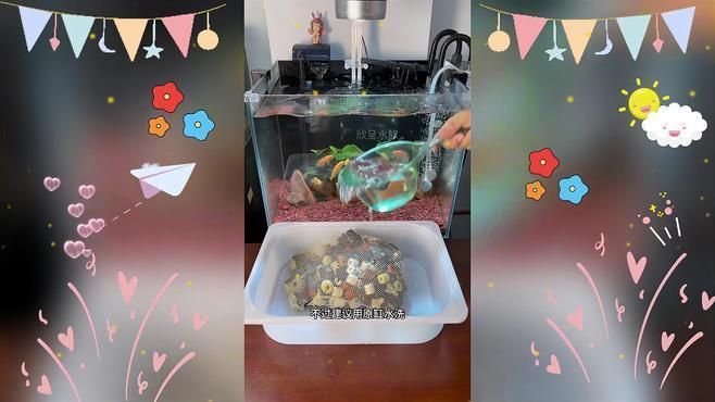 龍魚缸過濾器多久清洗一次？，龍魚缸過濾器多久清洗一次