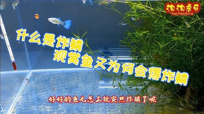 如何判斷魚是否感染豎鱗病，養(yǎng)魚筆記第2季87集:觀賞魚的炸鱗、立鱗、豎鱗、豎鱗病