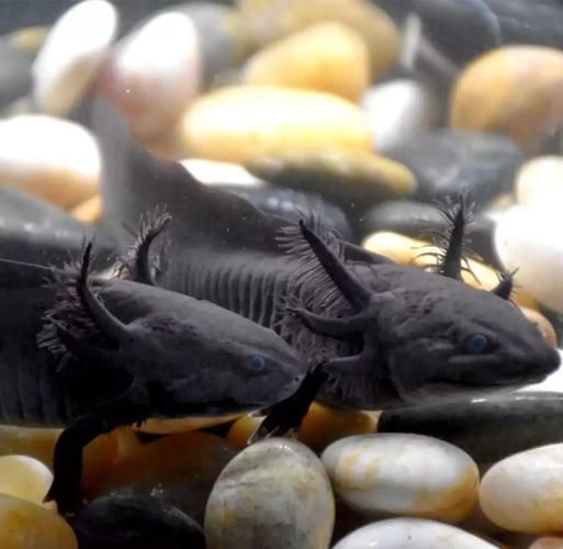 如何辨別六角龍魚的品相？，墨西哥鈍口螈（ambystomamexicanum）六角龍魚品相鑒