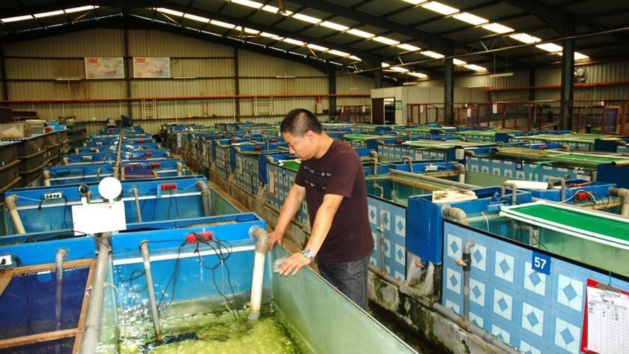 有哪些信譽良好的龍魚魚商推薦？