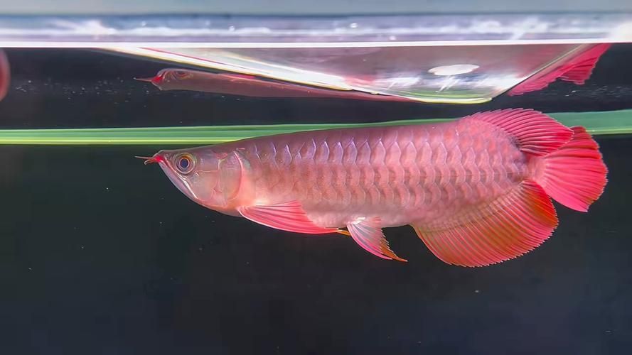 世界最貴紅龍魚有哪些品種，世界上最貴的紅龍魚有哪些品種？