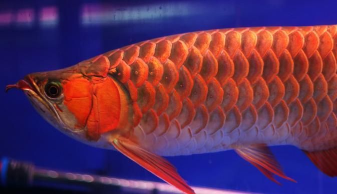 給我推薦幾款性價比高的龍魚，如何挑選性價比高的龍魚