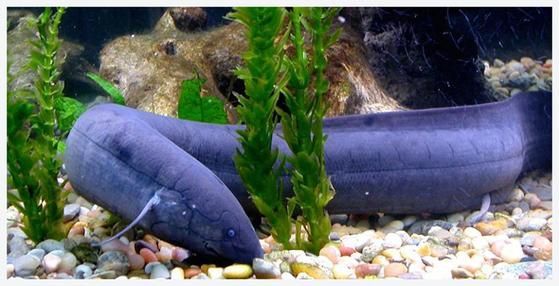 澳洲肺魚飼養成本高嗎？，澳洲肺魚的飼養