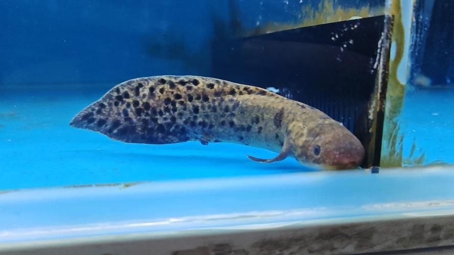 澳洲肺魚飼養成本高嗎？，澳洲肺魚的飼養