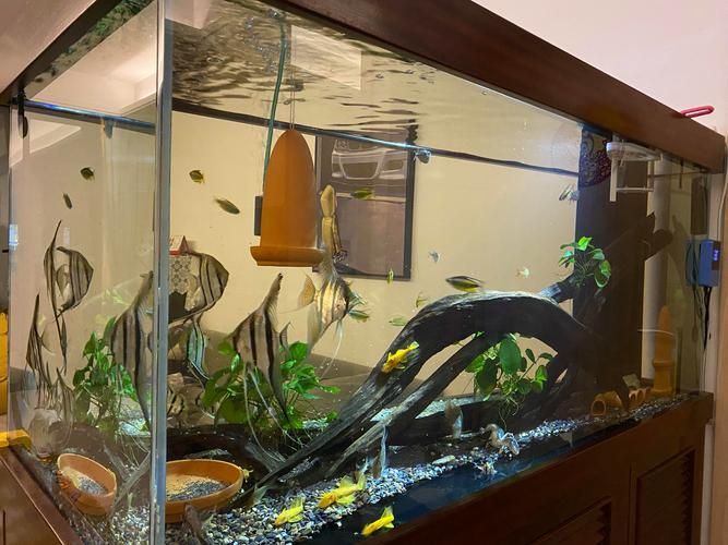 紅龍魚安全飼養 checklist，紅龍魚安全飼養checklist