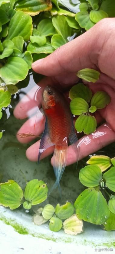 紅龍魚安全飼養 checklist，紅龍魚安全飼養checklist