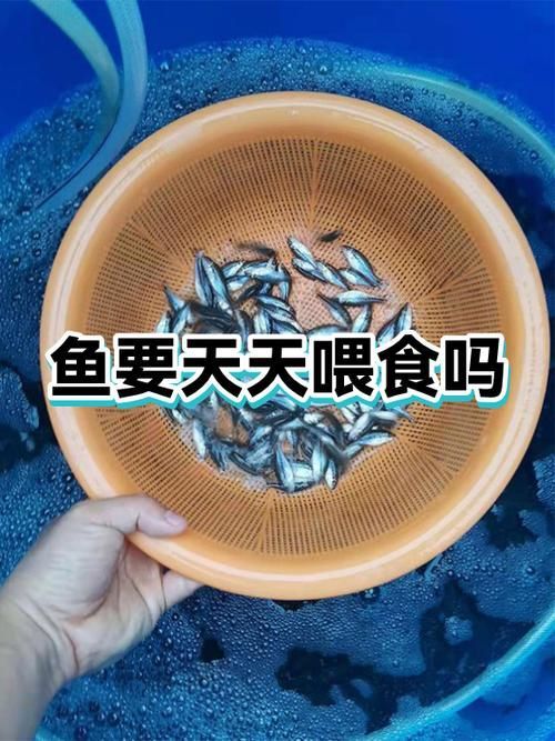 紅龍魚安全飼養 checklist，紅龍魚安全飼養checklist