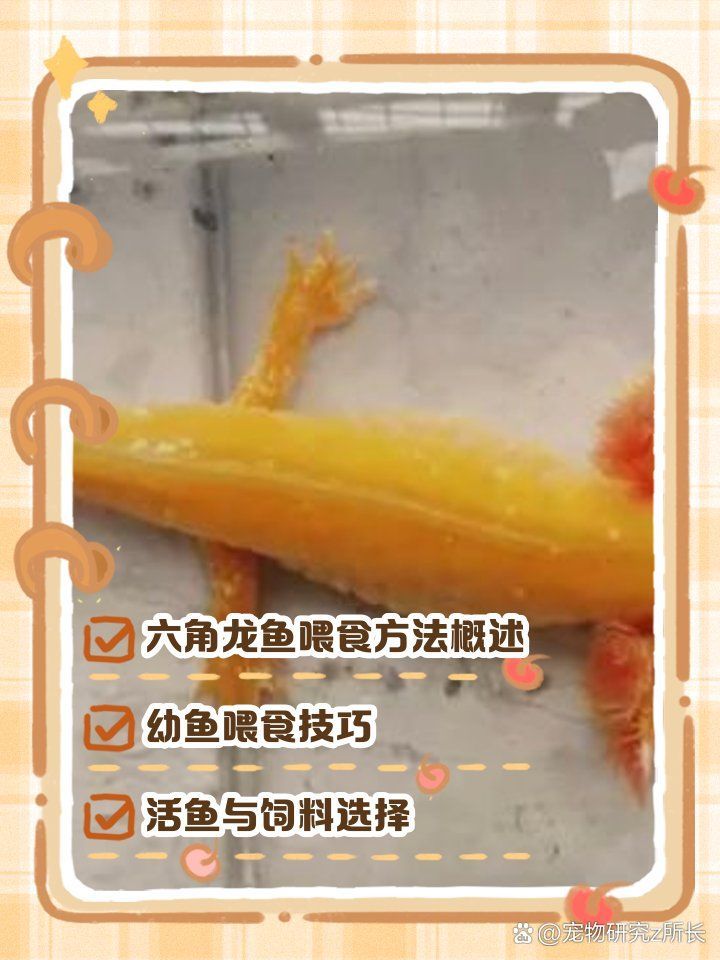 六角龍魚多久吃一次飯，六角龍魚喂食頻率全攻略