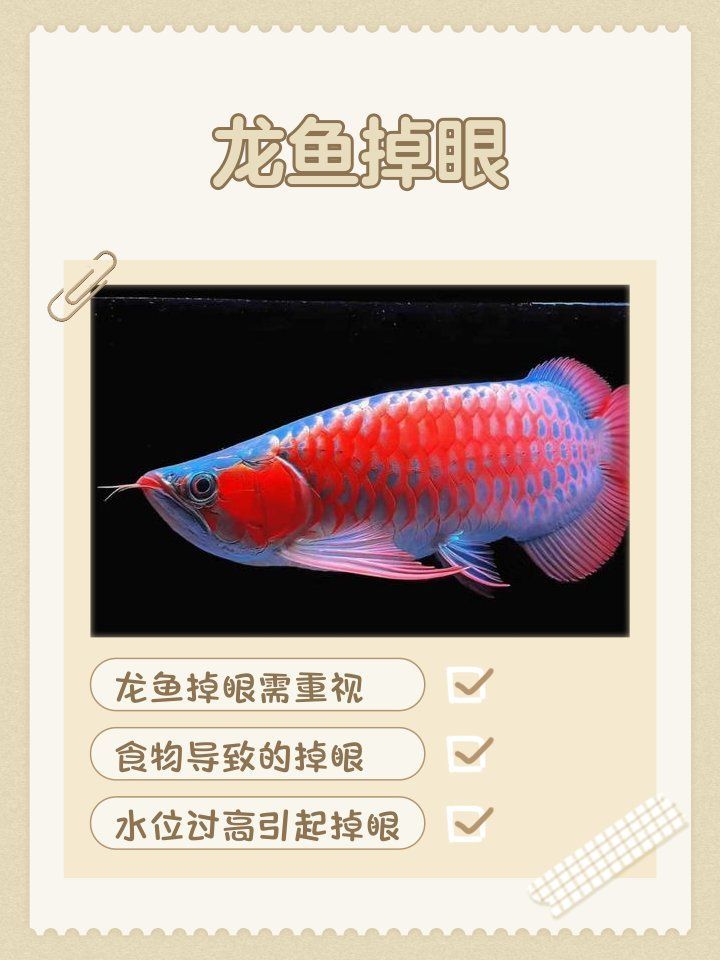 龍魚掉眼和兜嘴如何治療，龍魚掉眼和兜嘴如何治療龍魚掉眼和兜嘴如何治療