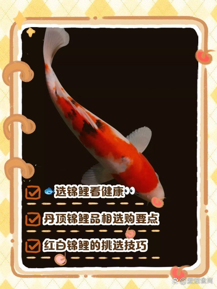 如何判斷觀賞魚(yú)的品相，如何挑選優(yōu)質(zhì)品相