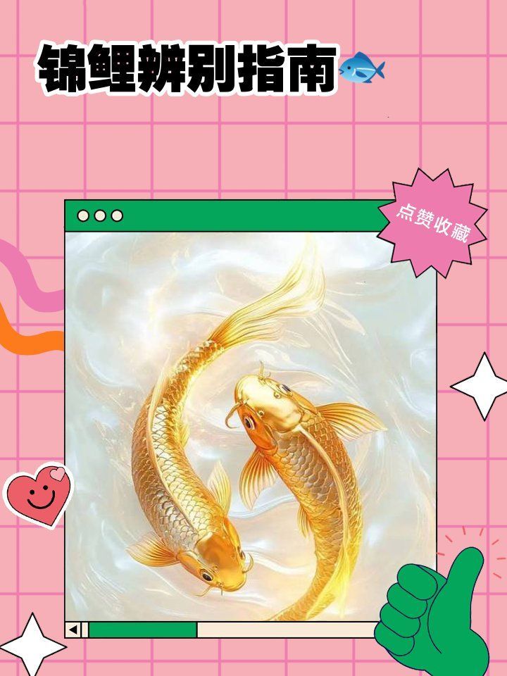 如何判斷觀賞魚(yú)的品相，如何挑選優(yōu)質(zhì)品相