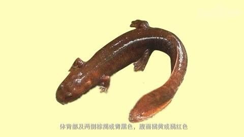 如何區分東方蠑螈和肥螈，東方蠑螈和肥螈哪個更常見如何區分