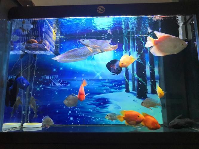 龍魚燈的最佳色溫是多少？，龍魚燈的色溫選擇對照明效果有影響，6500k和10000k有何區別