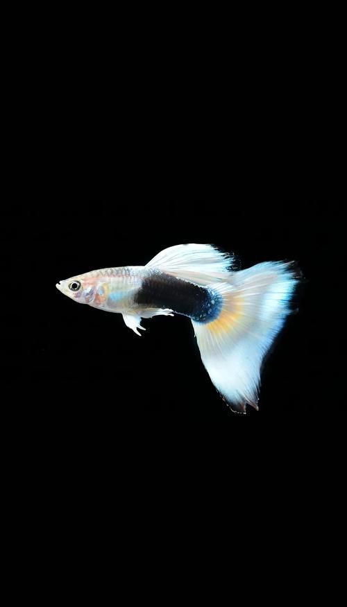 哪些魚種適合在魚缸中養？，適合家庭魚缸飼養的觀賞魚種