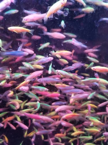 哪些魚種適合在魚缸中養？，適合家庭魚缸飼養的觀賞魚種