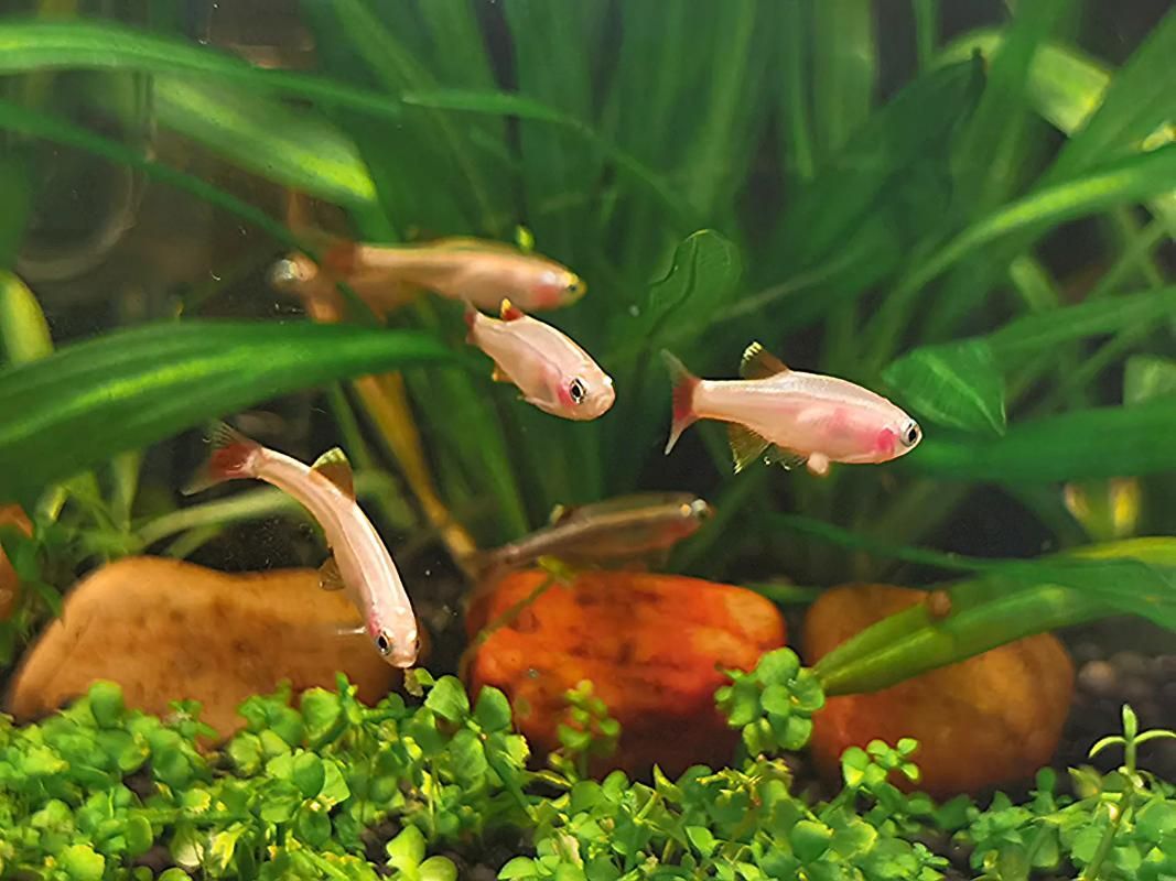 哪些魚種適合在魚缸中養？，適合家庭魚缸飼養的觀賞魚種