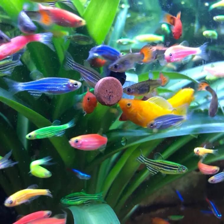 哪些魚種適合在魚缸中養？，適合家庭魚缸飼養的觀賞魚種