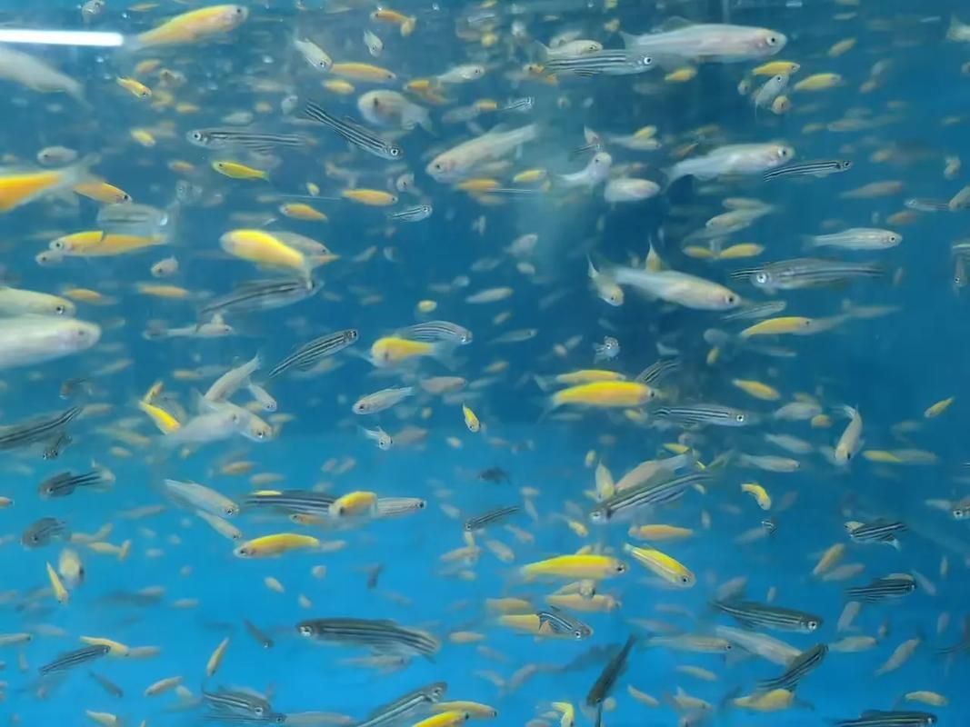 哪些魚種適合在魚缸中養？，適合家庭魚缸飼養的觀賞魚種