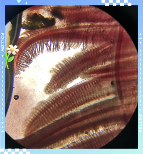 魚不吃食一招教你解決，魚不吃食一招教你解決“魚不吃食一招教你解決”魚不吃食