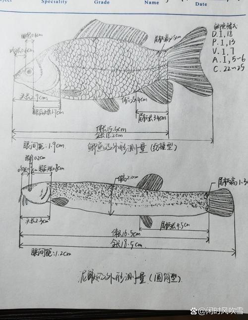 魚不吃食一招教你解決，魚不吃食一招教你解決“魚不吃食一招教你解決”魚不吃食