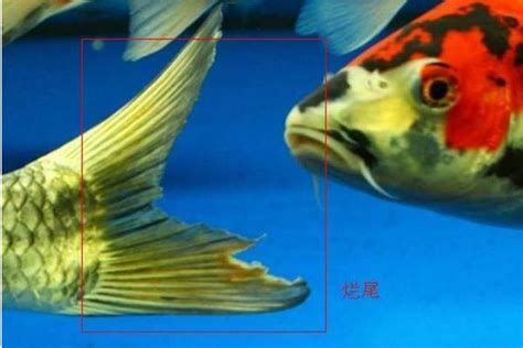 觀賞魚受傷了能自愈嗎，觀賞魚受傷了能自愈嗎，詳解與護理指南
